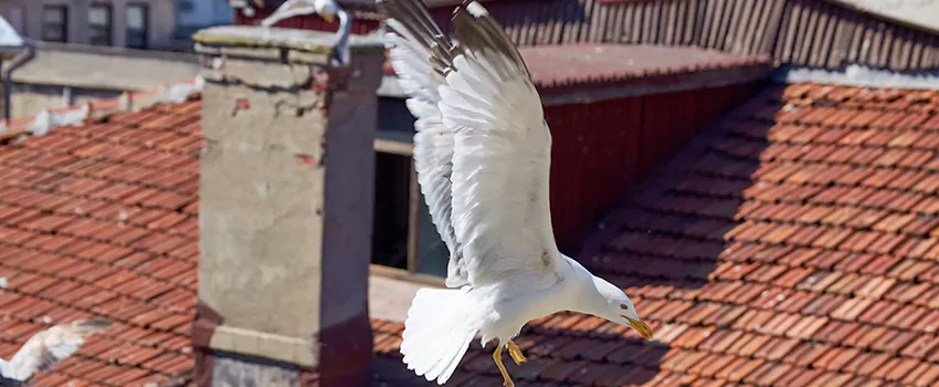 Residential Chimney Animal Removal Solution in Lebanon, OH